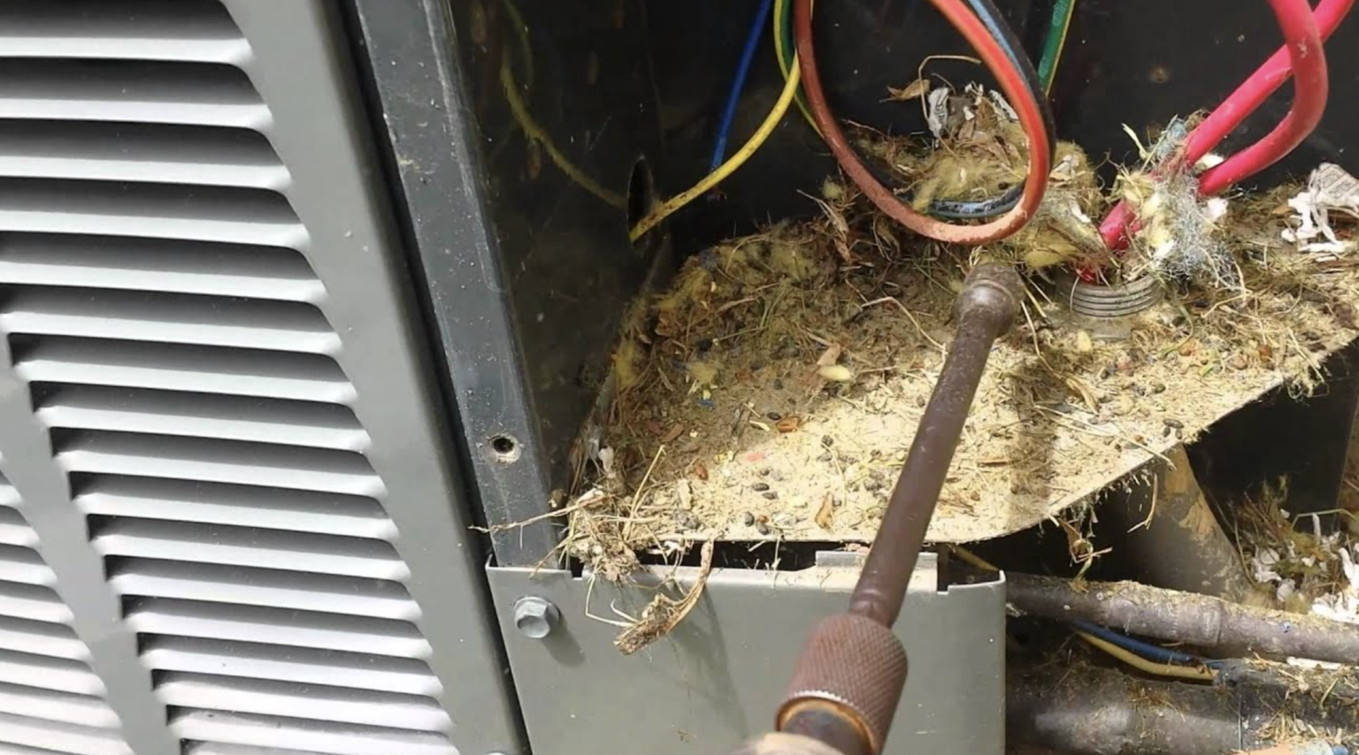 Pest Damage To Your Franklin, IN A/C Unit 